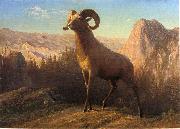 Albert Bierstadt A Rocky Mountain Sheep, Ovis, Montana oil painting